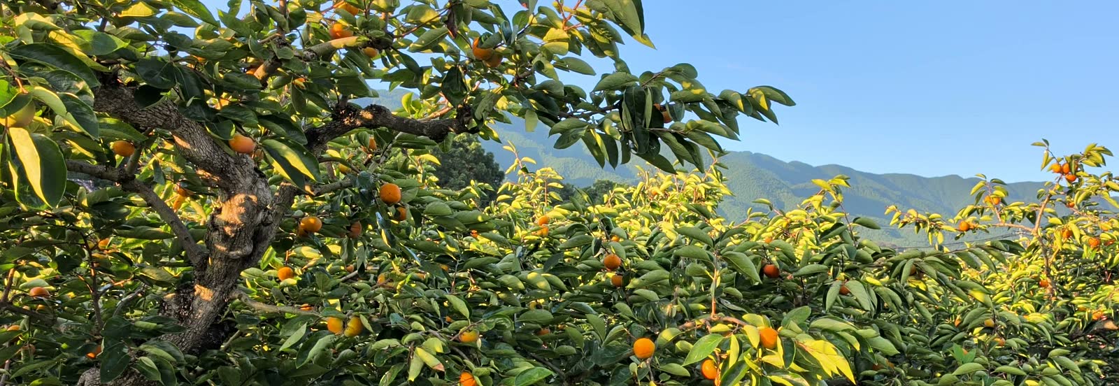 朝日を受けて色づく柿の実と、背後の山並み。当園の柿畑