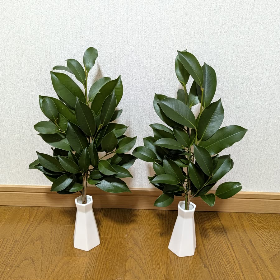 当園の本榊