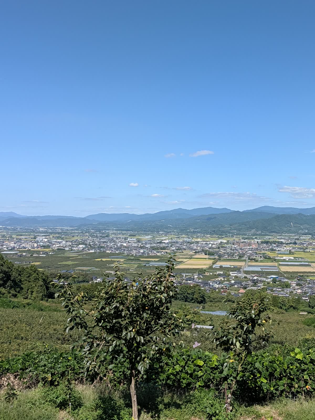 耳納連山の斜面の柿畑から見下ろす、うきはの平野